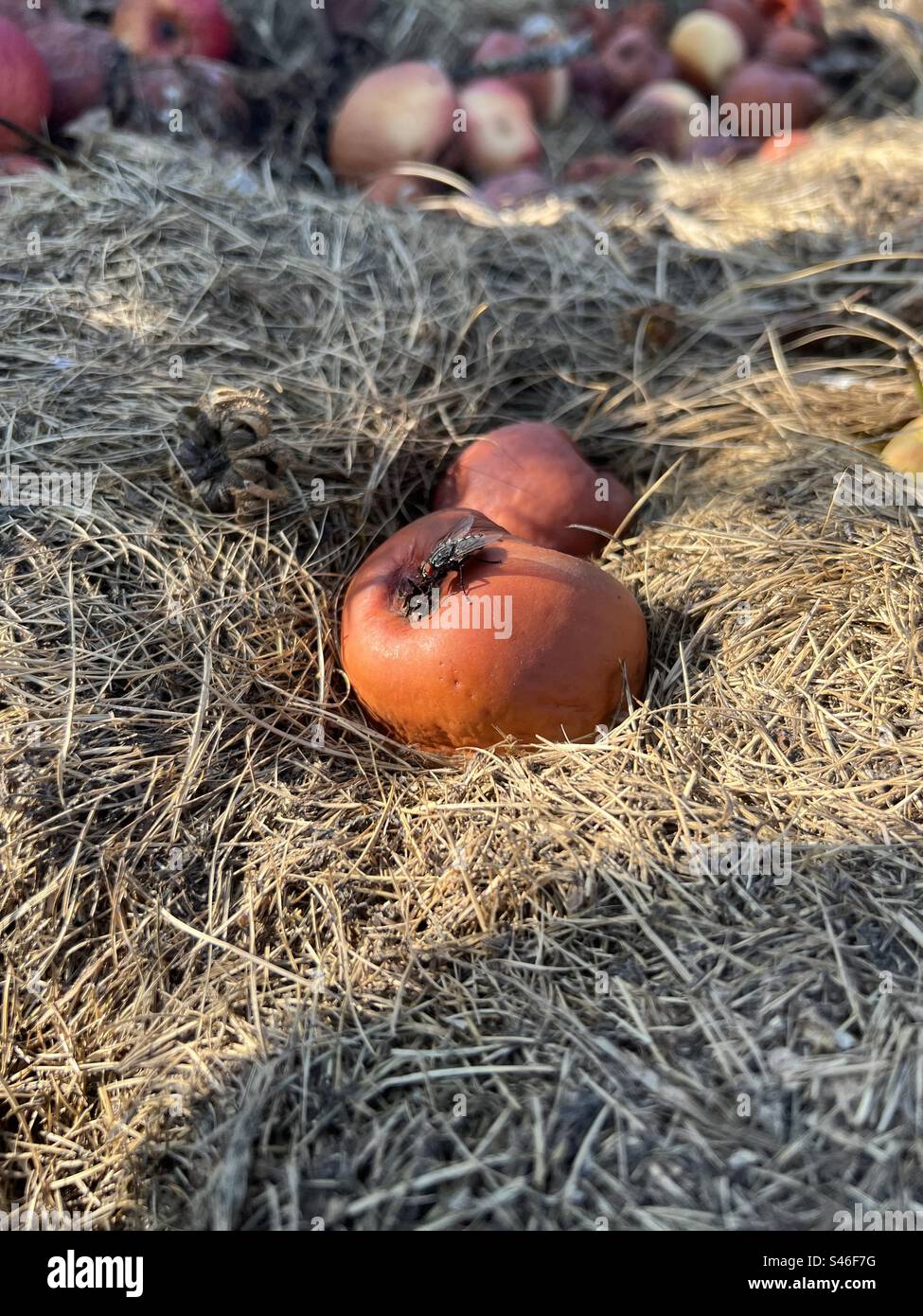 Fly, apple, autumn, harvest Stock Photo