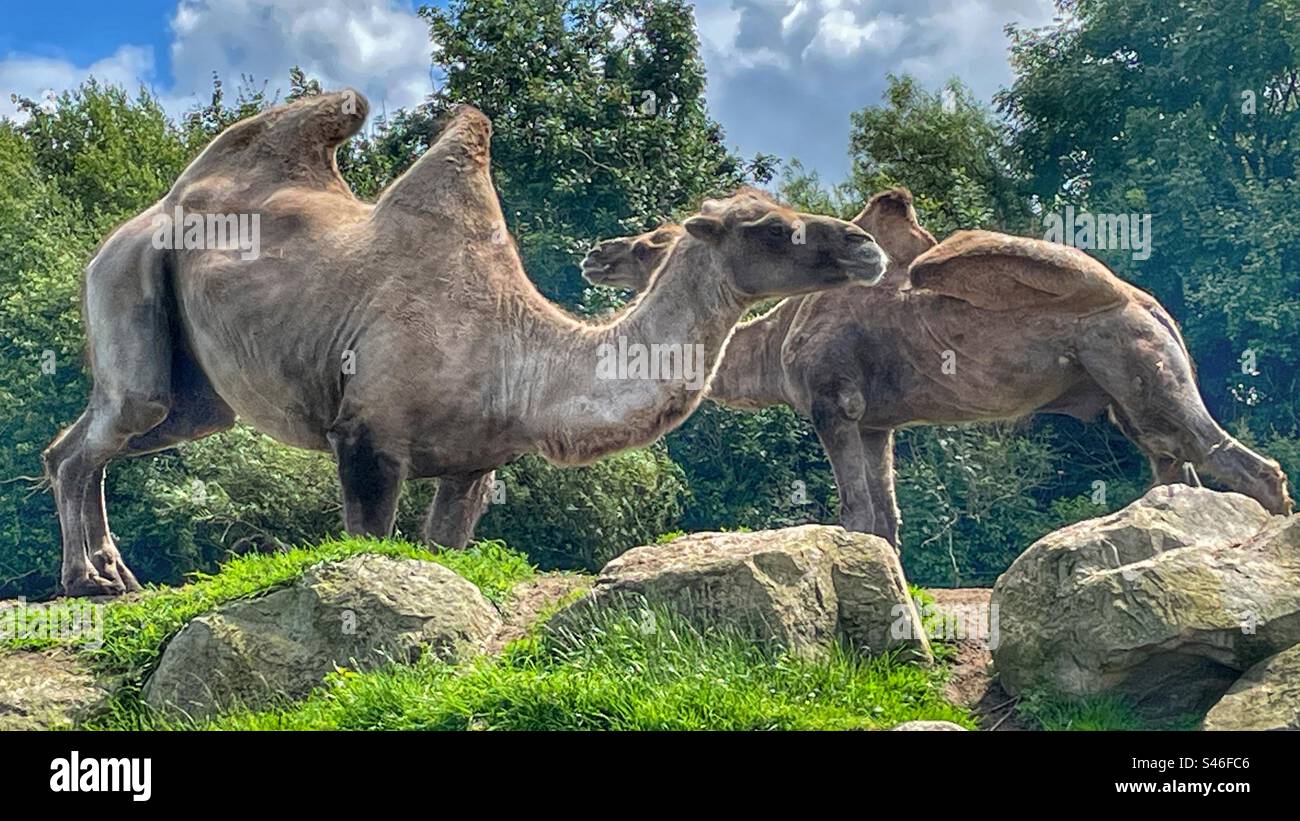 Captive Camels in Ayrshire Stock Photo