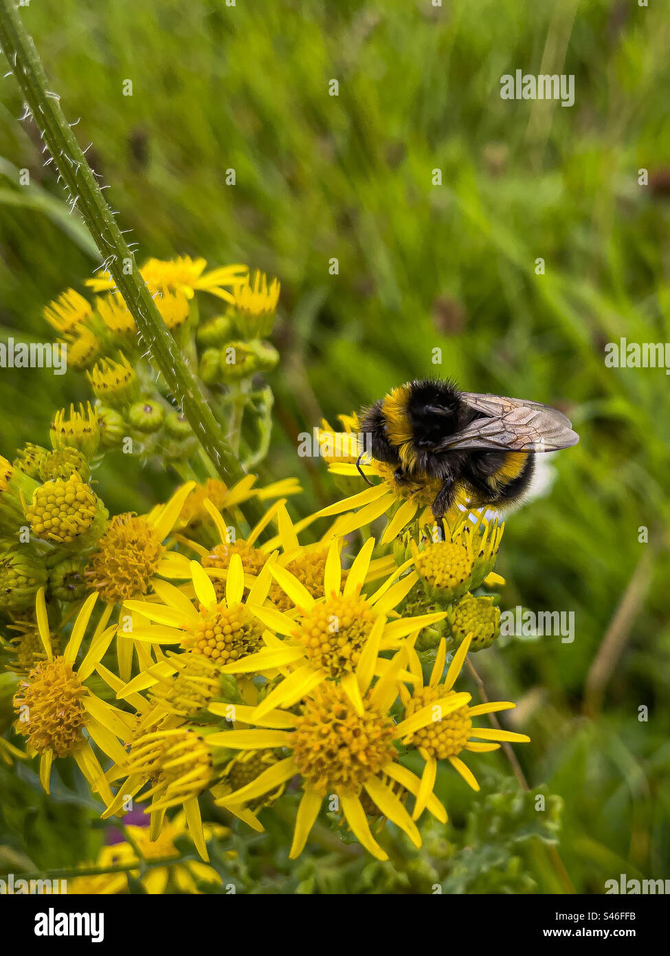 Bumblebee drinking from ragwort. Stock Photo