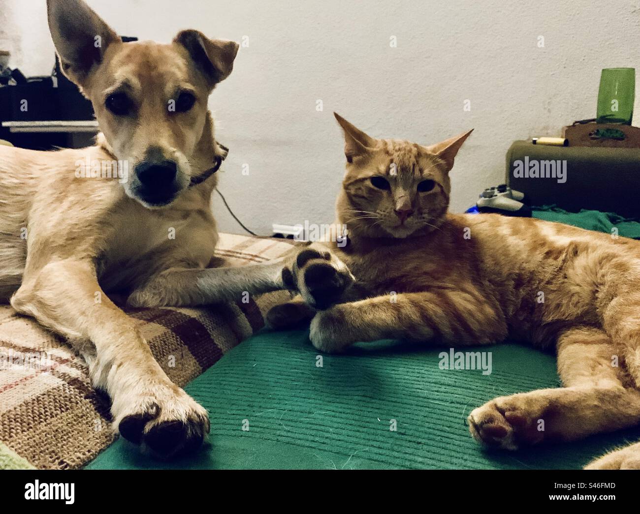 Dog and cat, just chilling. - Smartphone Captured Stock Image