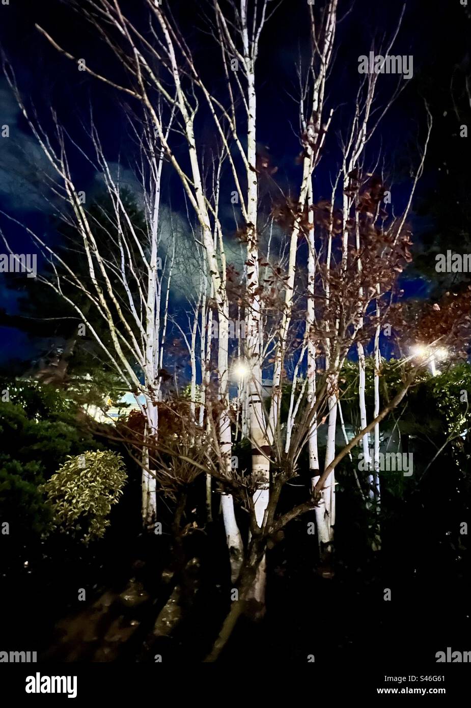 Silver Birch trees at night Stock Photo Alamy