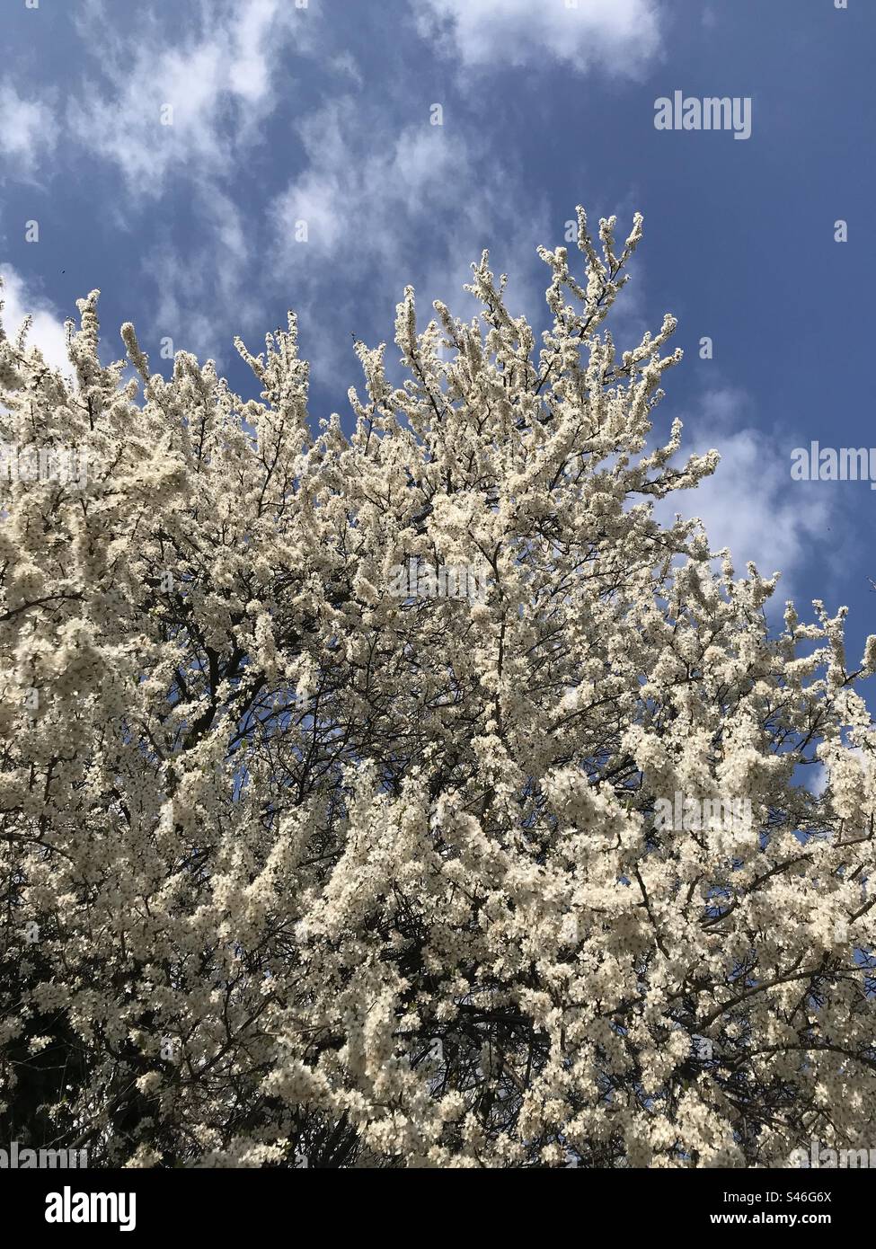 Tree in bloom with white flowers and a blue clear sky. Stock Photo