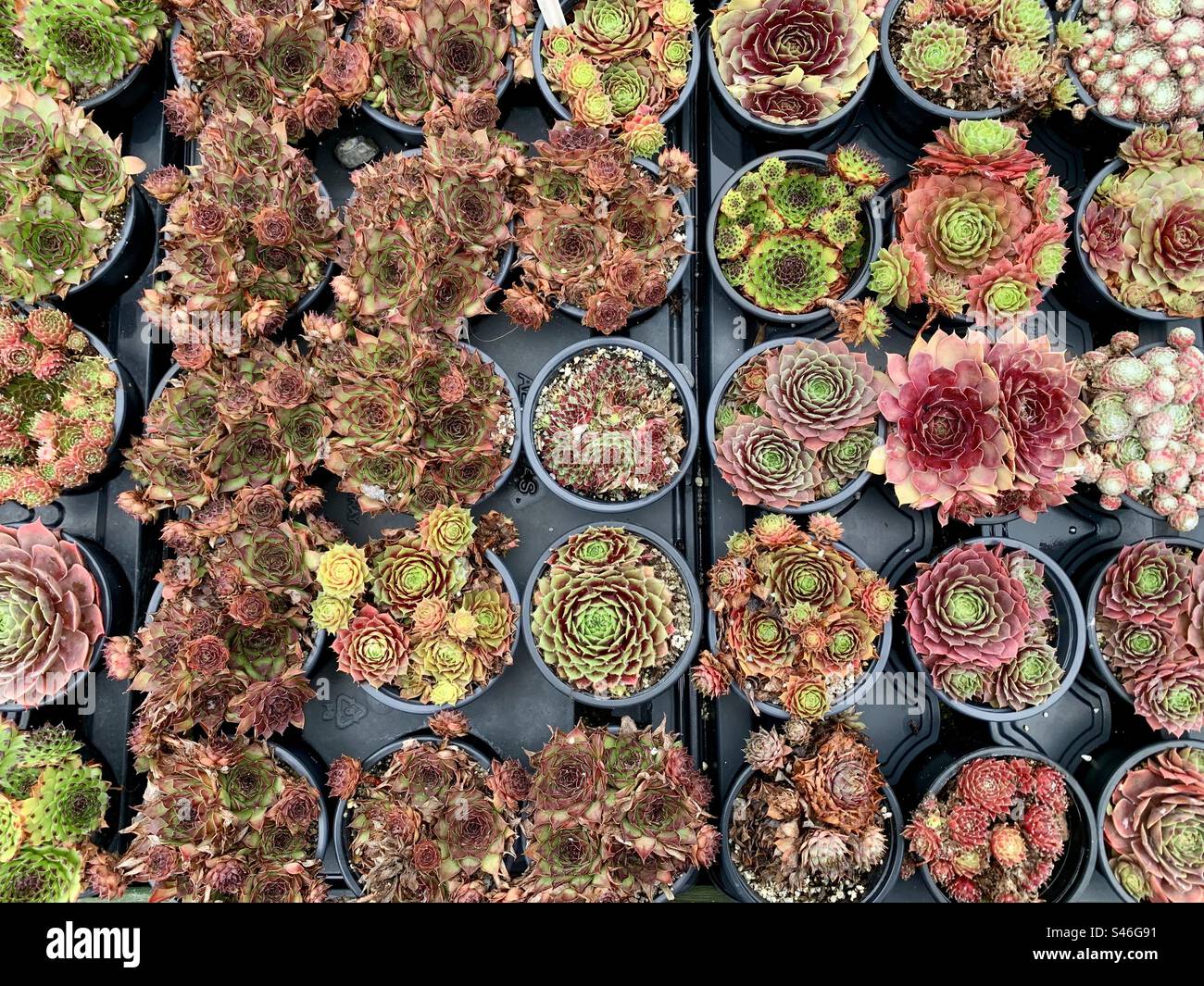 Mixture of colourful Succulent plants in pots shot from above making patterns Stock Photo