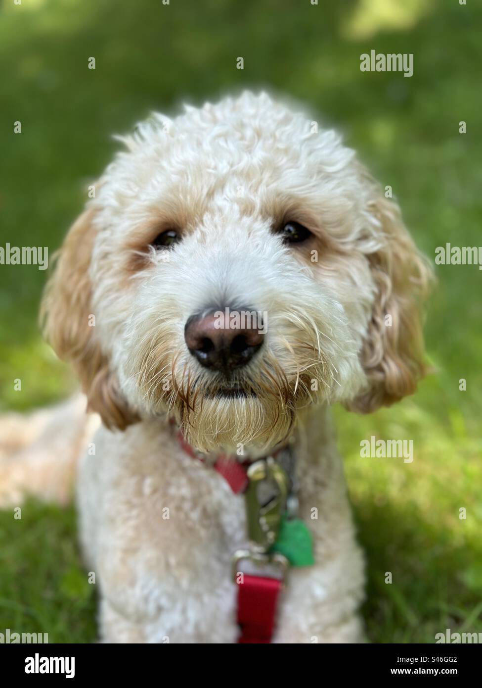 Sweet Goldendoodle face Stock Photo
