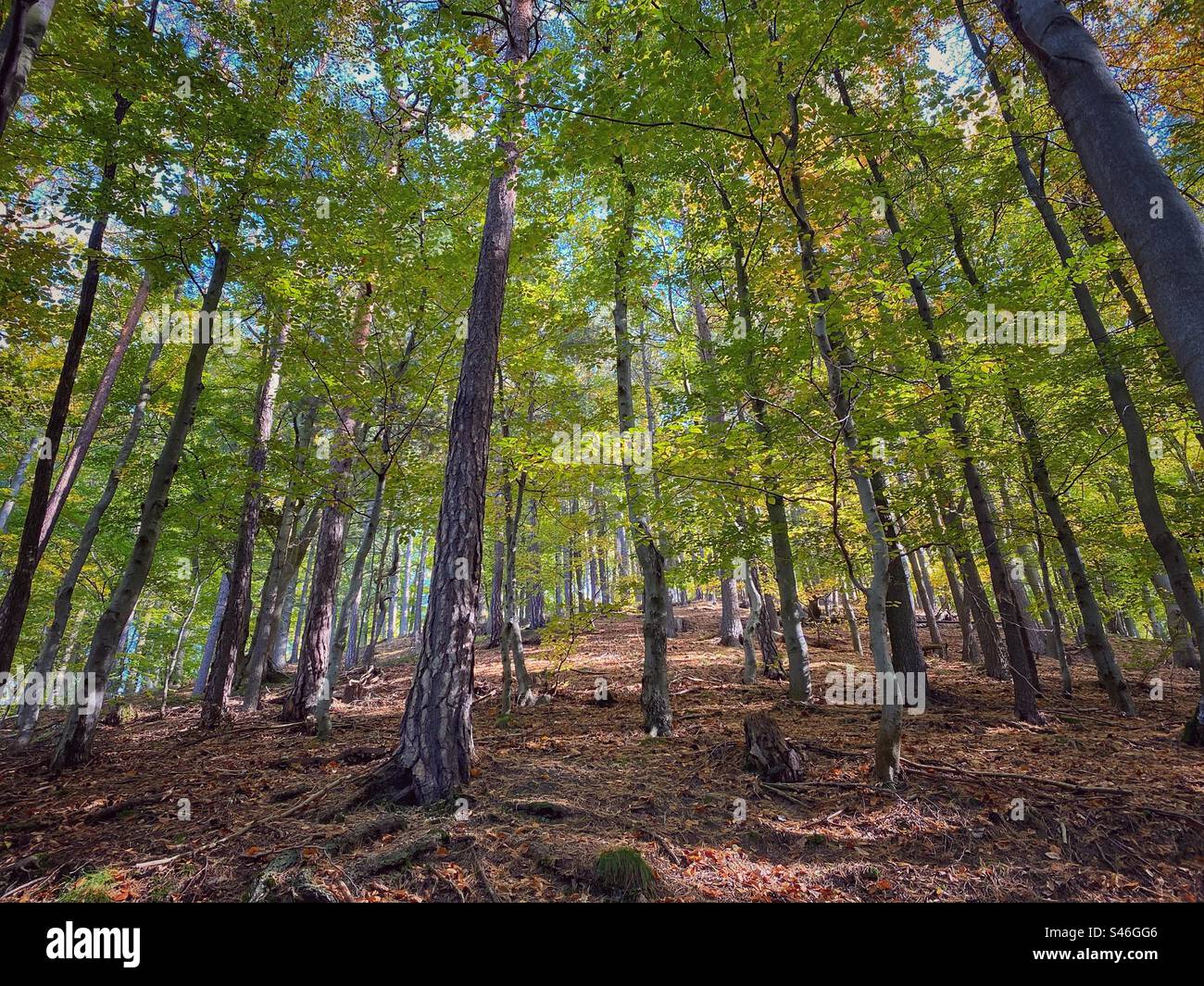 Early autumn deciduous trees in the forest in Karlovy Vary, Czech Republic. - Smartphone Captured Stock Image