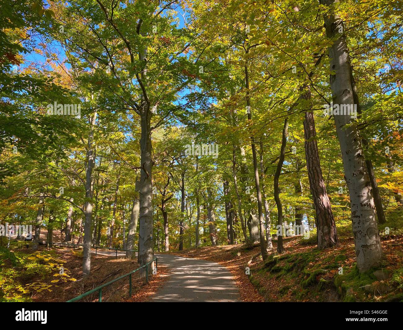 Path among autumn colored trees with sunlight and shadow in a forest in Karlovy Vary, Czech Republic. - Smartphone Captured Stock Image