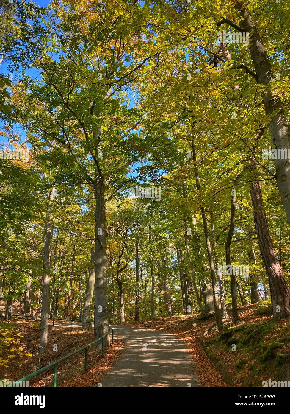 Path among autumn colored trees with sunlight and shadows in a forest in Karlovy Vary, Czech Republic. - Smartphone Captured Stock Image