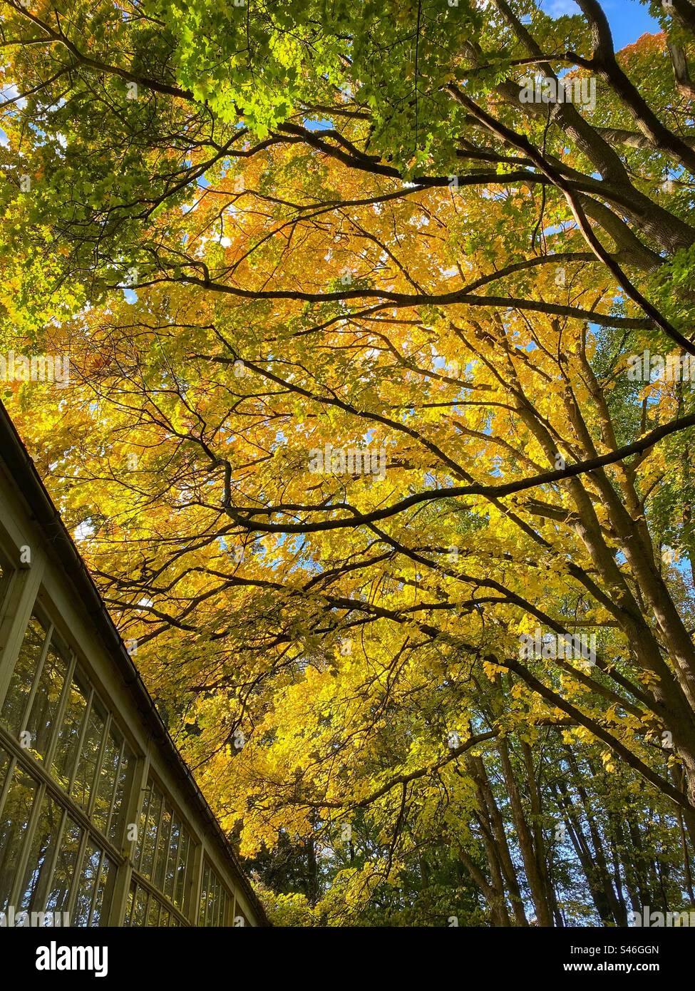 Yellow colored autumn trees in a forest in Karlovy Vary,Czech Republic. - Smartphone Captured Stock Image
