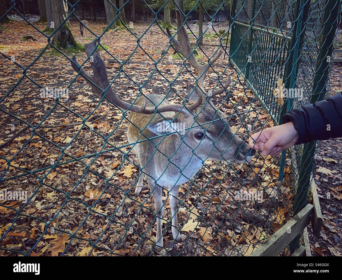 Deer with fallen autumn leaves in Svaty Linhart wildlife park in Karlovy Vary, Czech Republic. - Smartphone Captured Stock Image