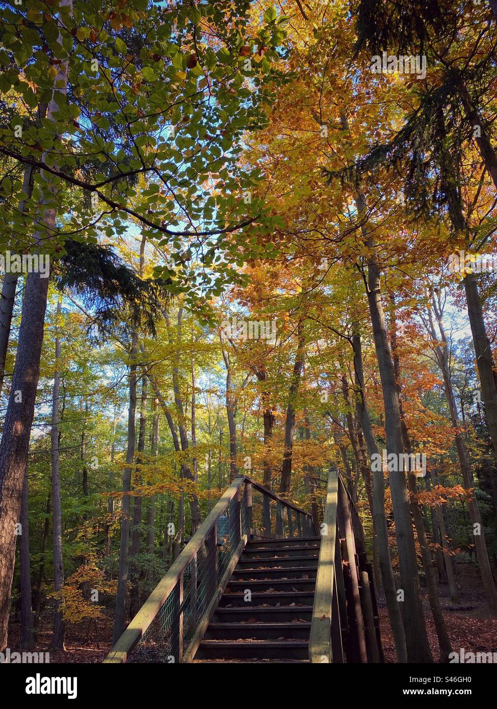 Wooden staircase among autumn colored forest trees in Svaty Linhart wildlife park in Karlovy Vary, Czech Republic. - Smartphone Captured Stock Image
