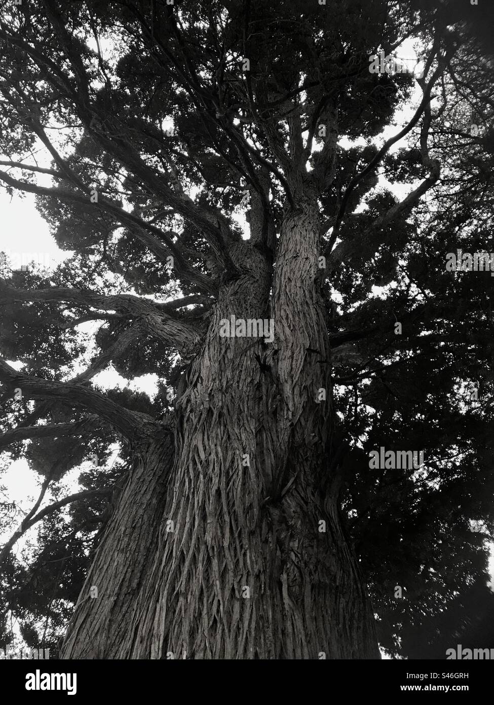 New Zealand/ Aoteroa Tall trees Stock Photo Alamy