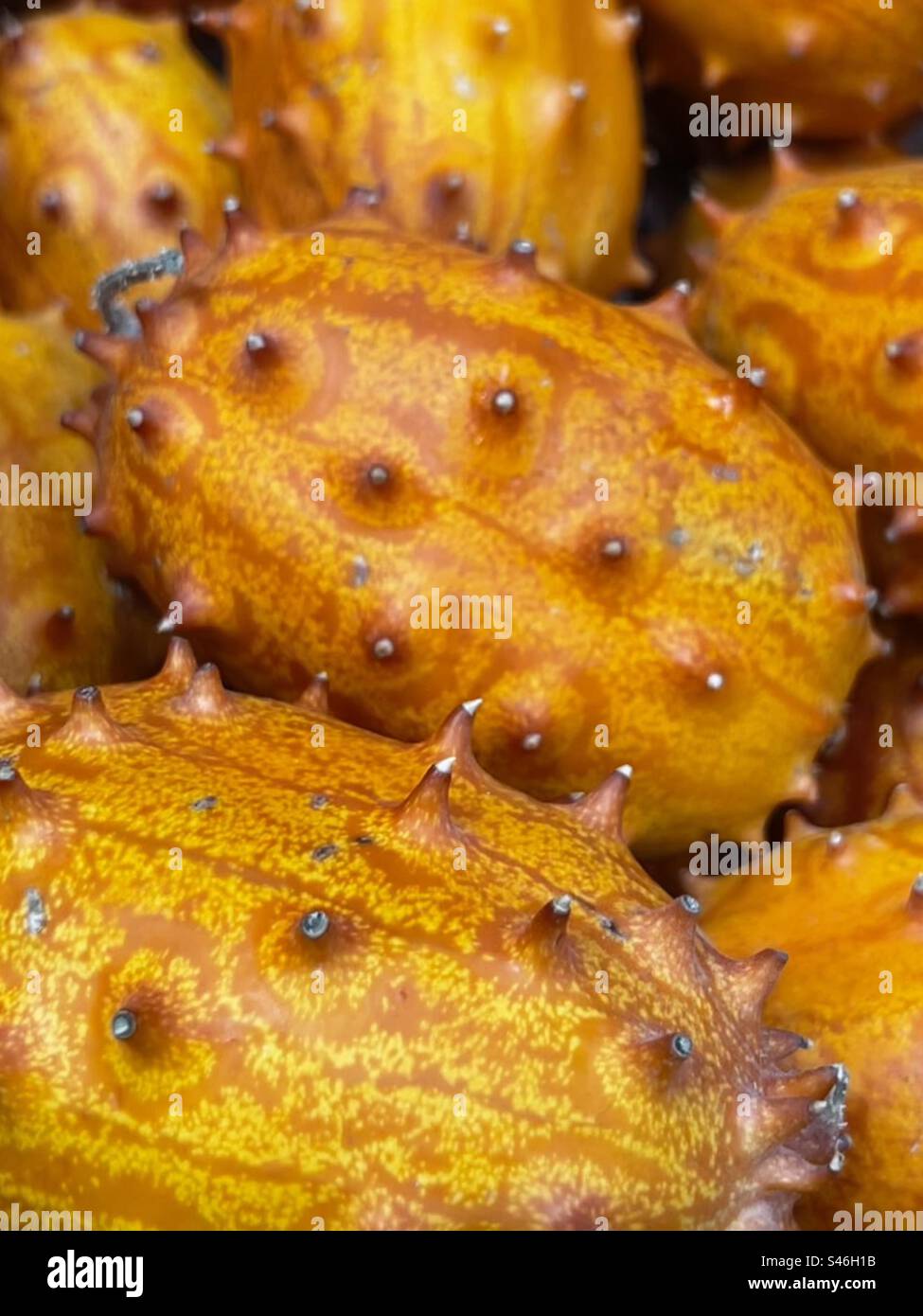 Kiwano Fruits horned melons Stock Photo Alamy
