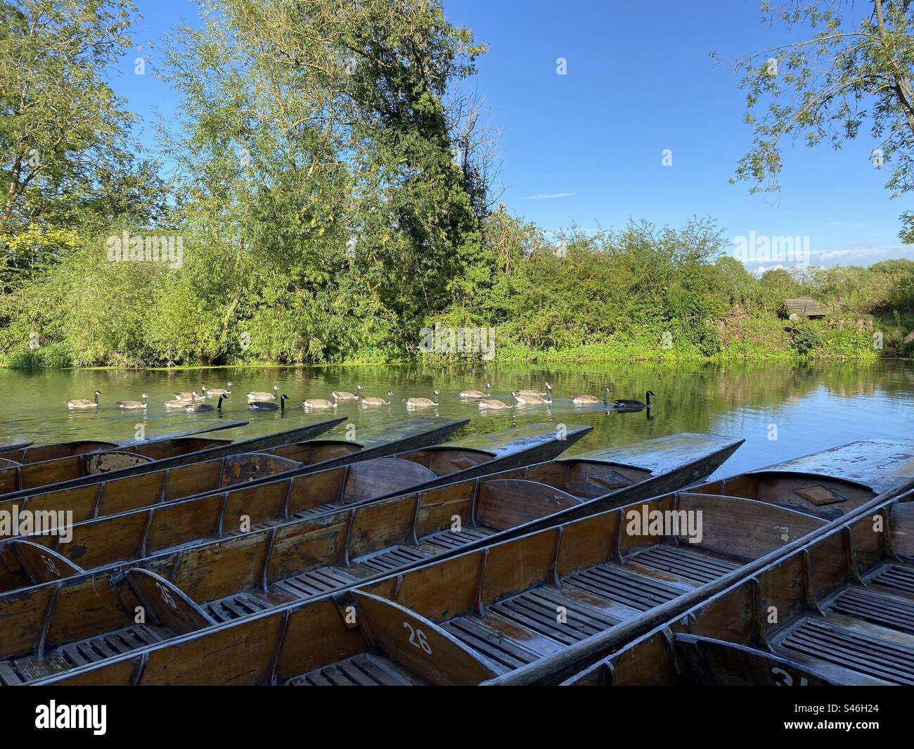 Punts on the River Cherwell, Oxford on a sunny day with  gaggle of geese paddling up the river - Smartphone Captured Stock Image Punts on the River Cherwell, Oxford on a sunny day with  gaggle of geese paddling up the river - Smartphone Captured Stock Image