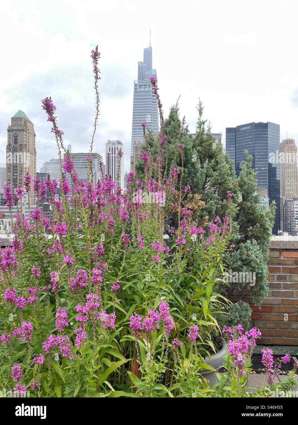 Purple flowers on a apartment, building roof deck with midtown Manhattan skyline in the background, 2023, New York City, USA Stock Photo