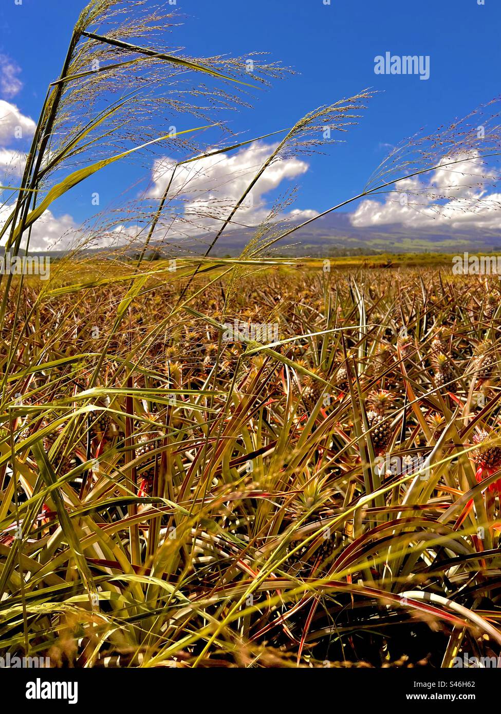 Pineapple fields on Maui, Hawaii Stock Photo Alamy