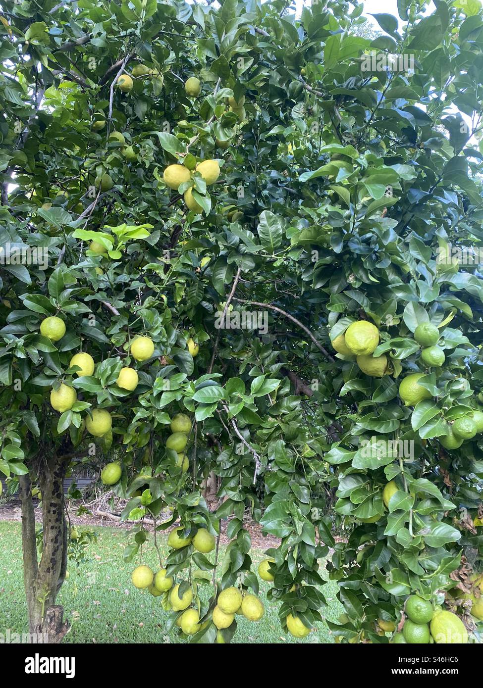 Lemon Tree Queensland, Australia Stock Photo Alamy