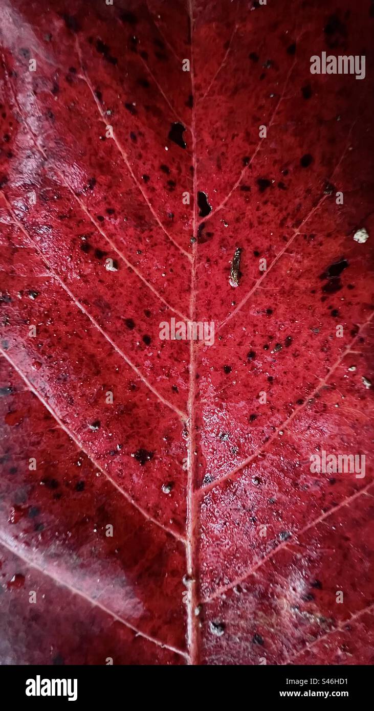 Red - Smartphone Captured Stock Image