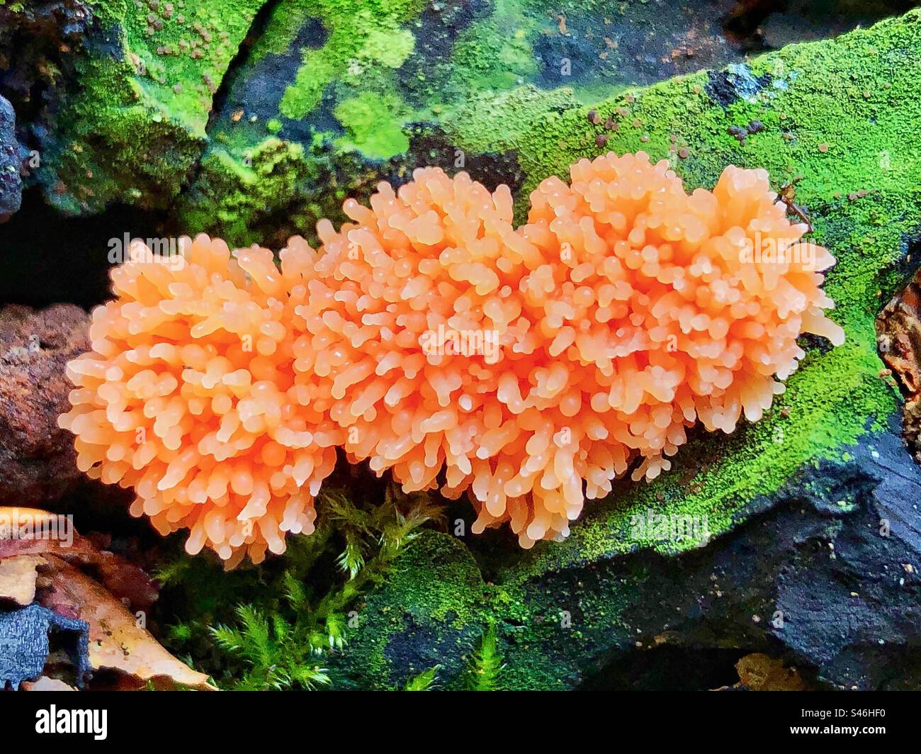 Raspberry slime mold or red raspberry slime mold (Tubifera ferruginosa) growing on a rotten tree stump in August at Brockenhurst, New Forest National Park Hampshire, United Kingdom Stock Photo