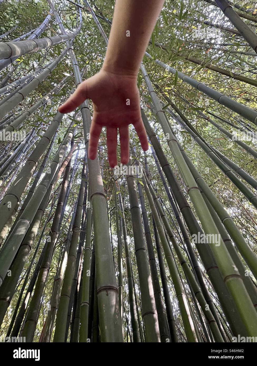 A captivating shot from a low angle, capturing a hand stretching upwards amidst bamboo trees. A moment of connection with nature's elegance. - Smartphone Captured Stock Image