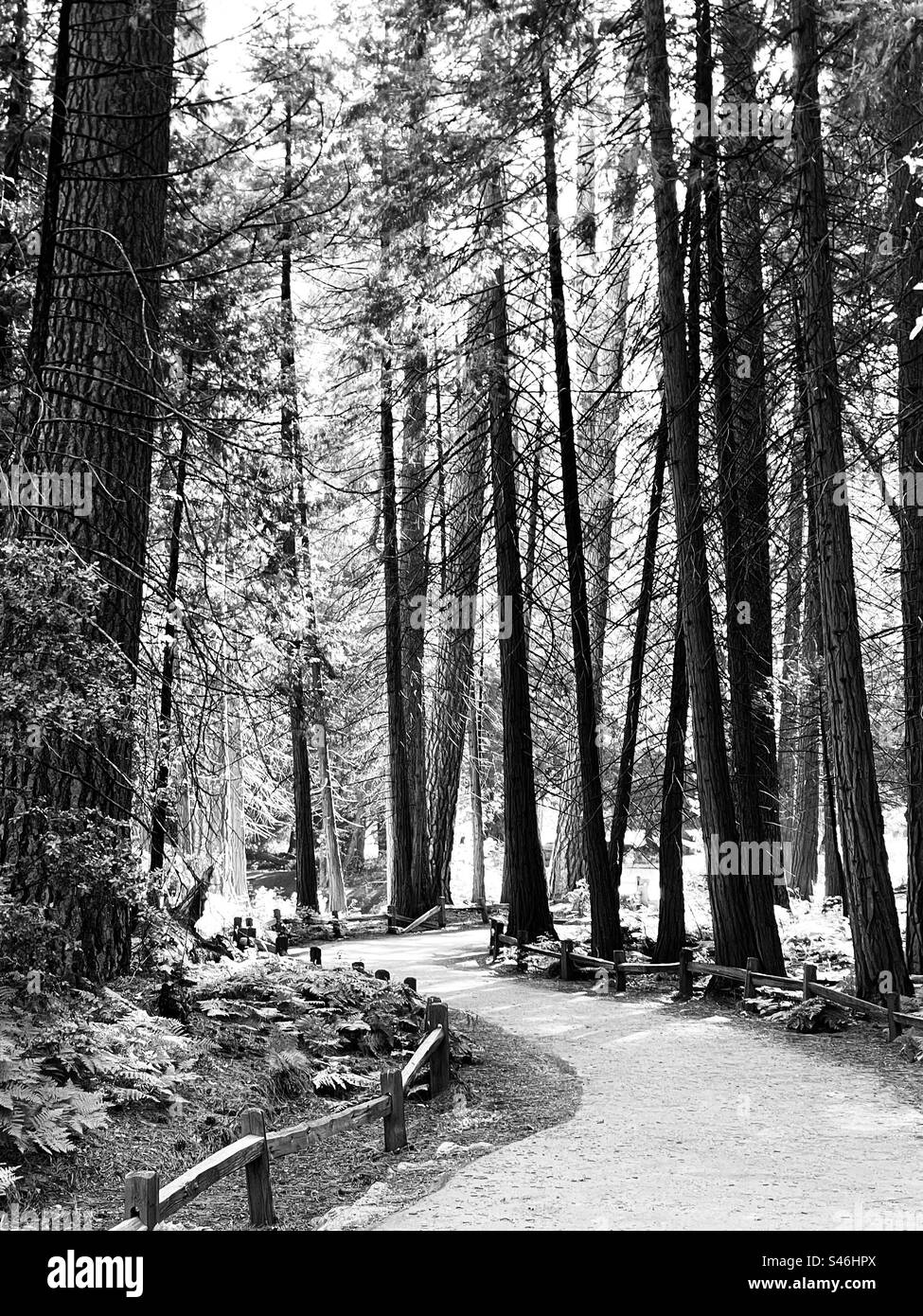 Path wind’s between the trees. Yosemite National Park, California USA. Stock Photo