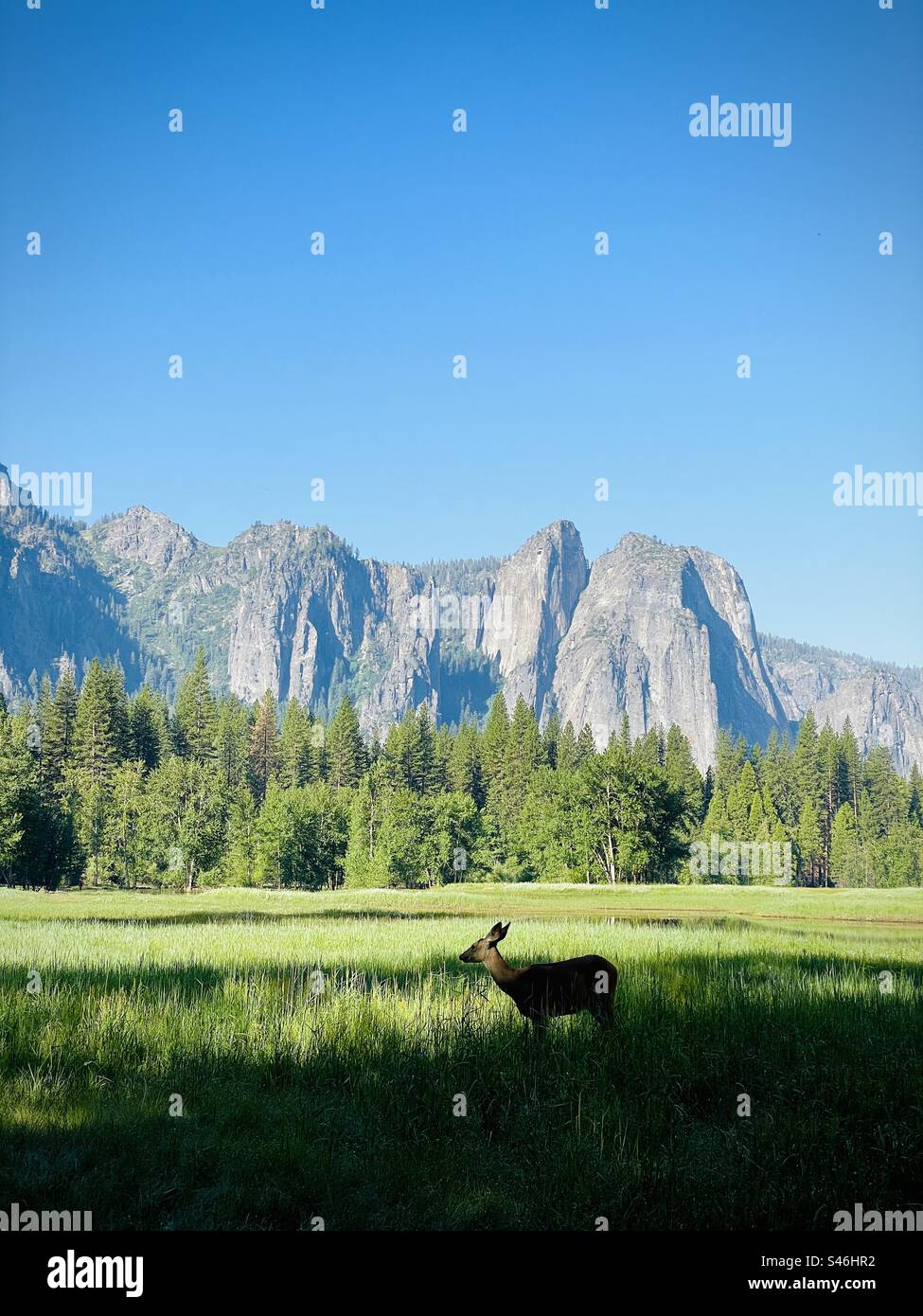 A deer grazing in a field in the Yosemite Valley. Yosemite National Park, California USA. - Smartphone Captured Stock Image