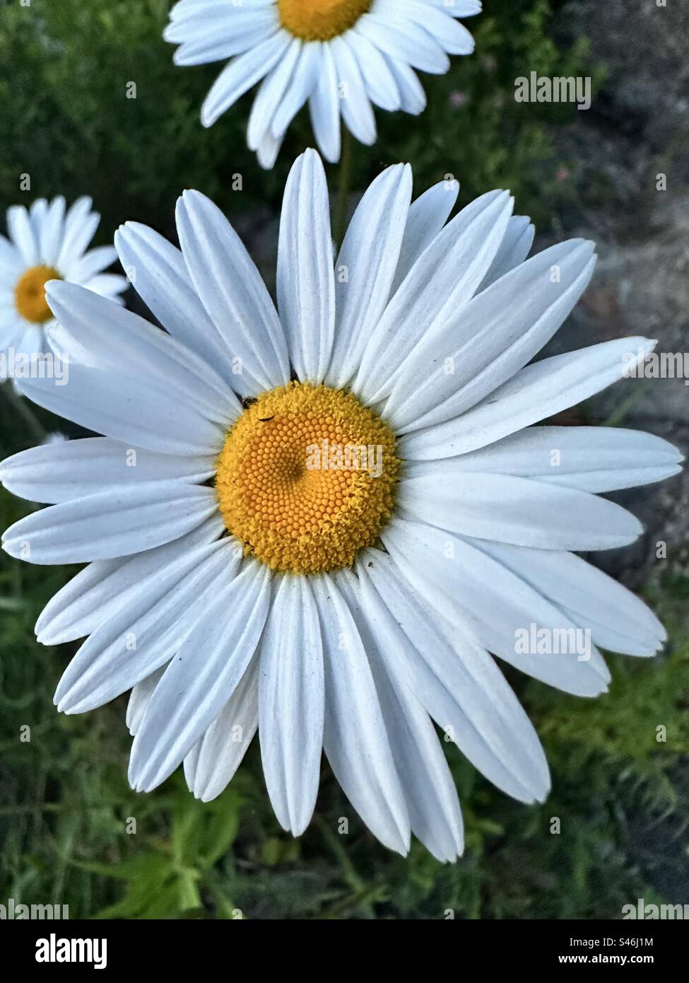 This one of a number of Asteraceae family plants to be called a 'daisy,' and has the vernacular names common daisy, dog daisy,  margarite, moon daisy, and ox-eye daisy - Smartphone Captured Stock Image
