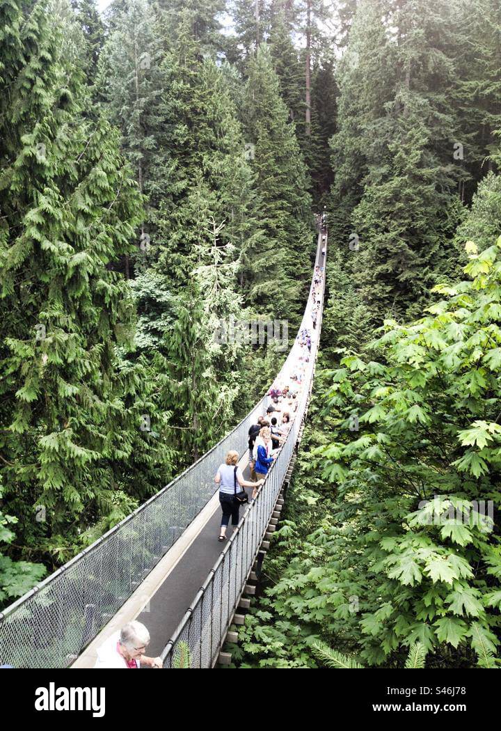 Capilano Suspension Bridge! Vancouver! Canada! - Smartphone Captured Stock Image