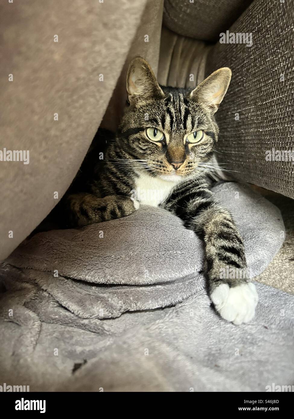 Cat hiding sofa hires stock photography and images Alamy