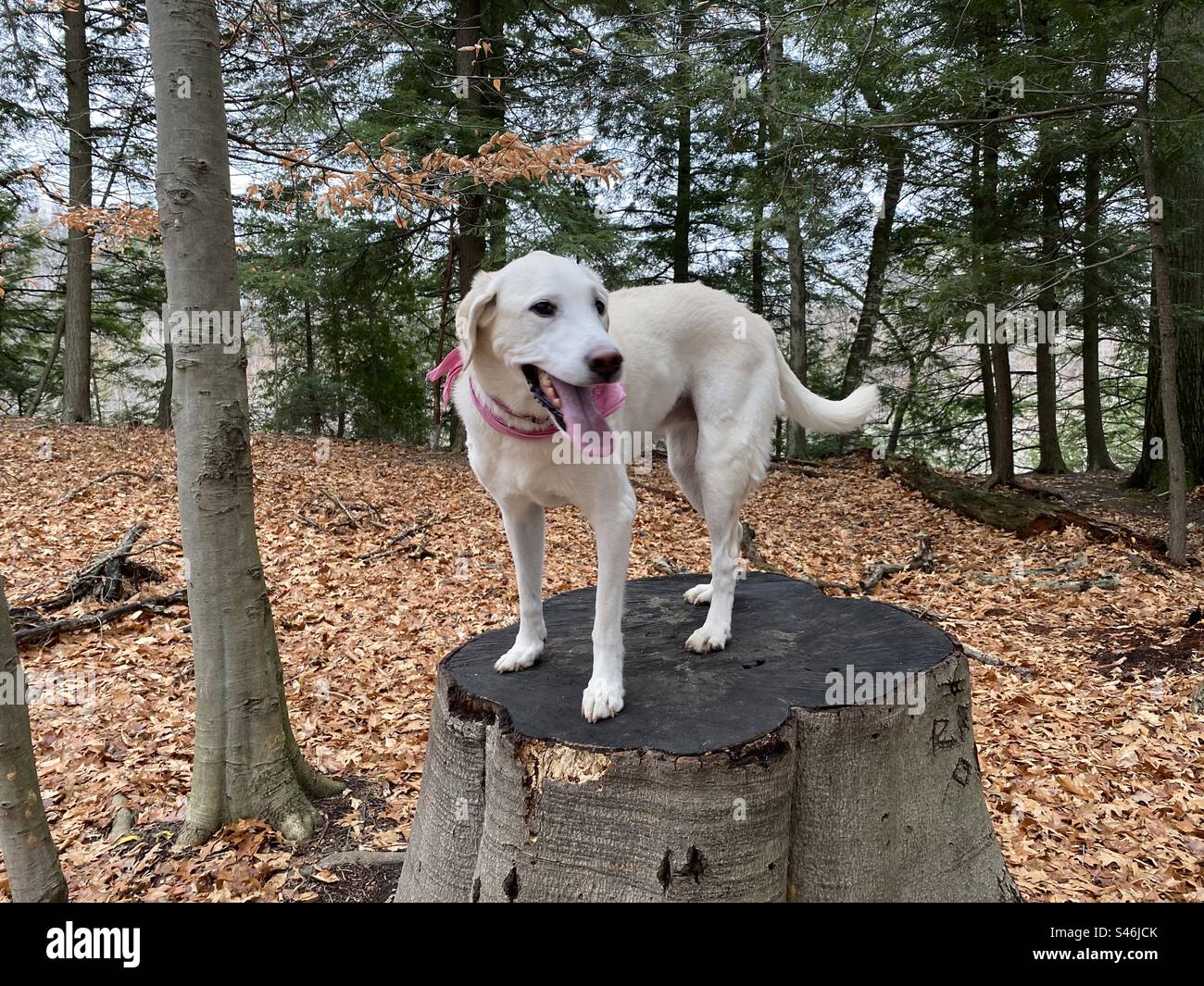 Yellow Labrador standing on tree stump - Smartphone Captured Stock Image
