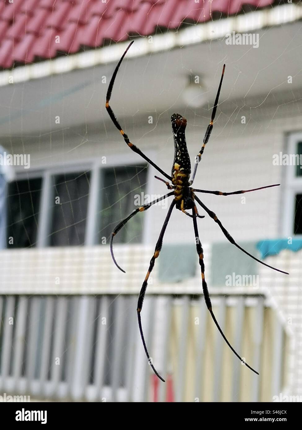 A Giant Golden Orb-Weaving spider outside a window. Lamma island, Hong Kong. - Smartphone Captured Stock Image