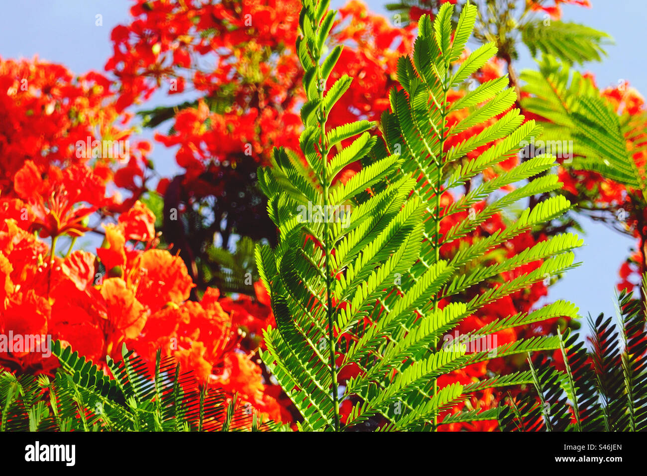 Red tropical flowers hi-res stock photography and images - Alamy