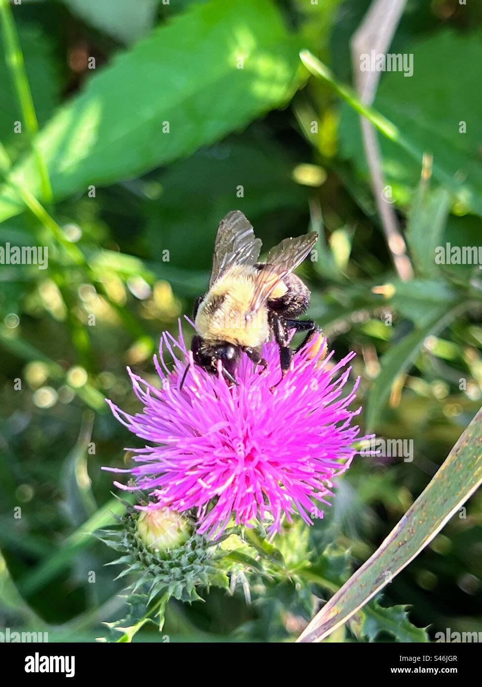 Spear thistle flower with common Eastern bumble bee Stock Photo