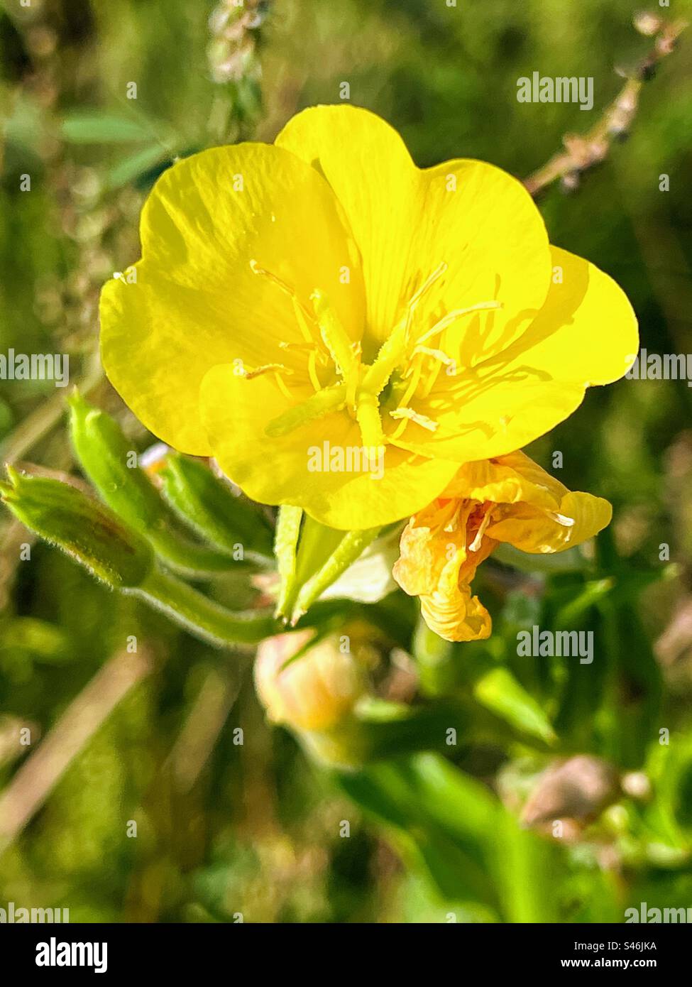 Common evening-primrose in bloom Stock Photo
