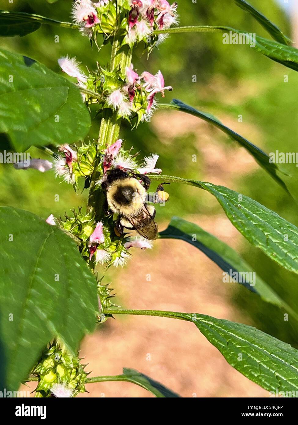 Common Eastern bumble bee gathering nectar Stock Photo