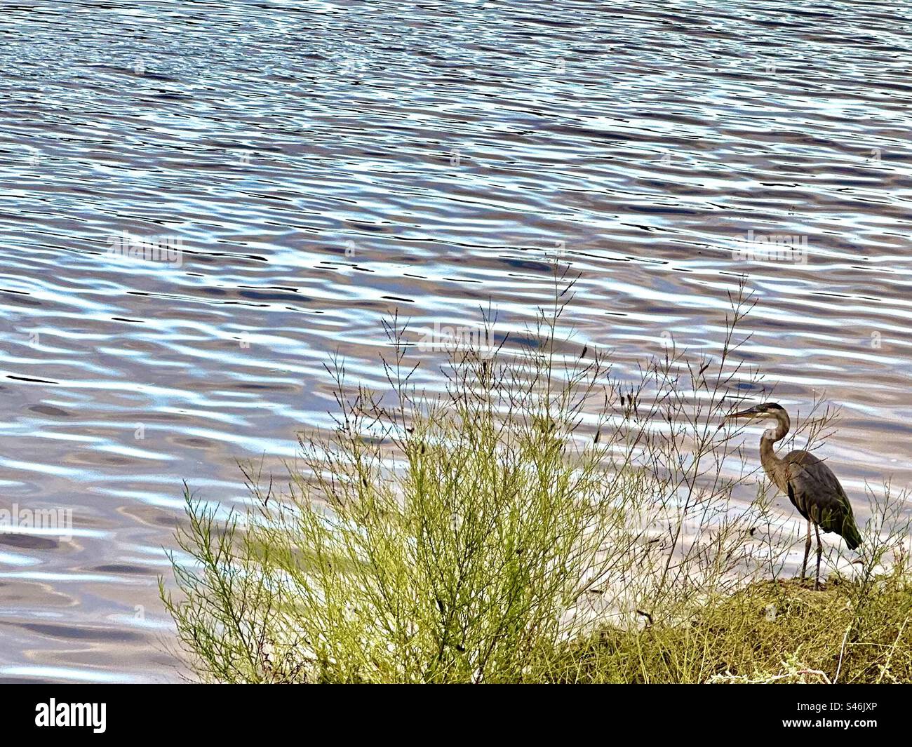 Great blue heron standing on shore , looking toward rippling water. These large wading birds inhabit wetlands throughout much of North America. Stock Photo