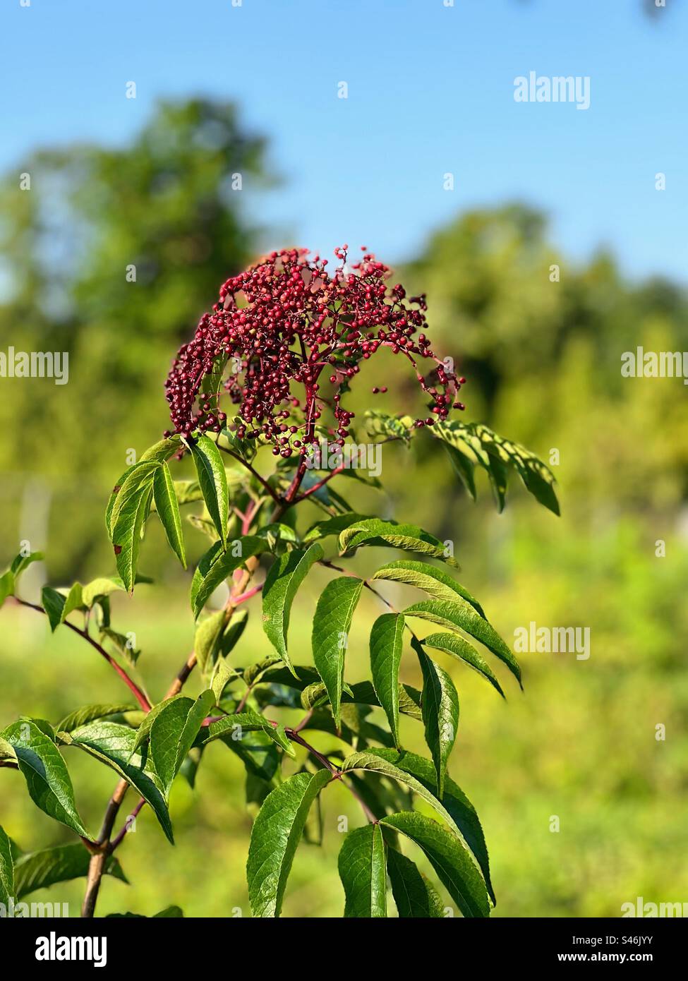 American black elderberry fruit Stock Photo
