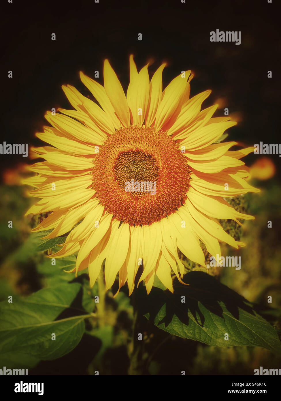 A sunflower face. A common sunflower? The sunflower is a joy to look at, signifies unity and hope and provides edible oily seeds. The symbol and national flower of Ukraine. Photo ©️ COLIN HOSKINS. - Smartphone Captured Stock Image