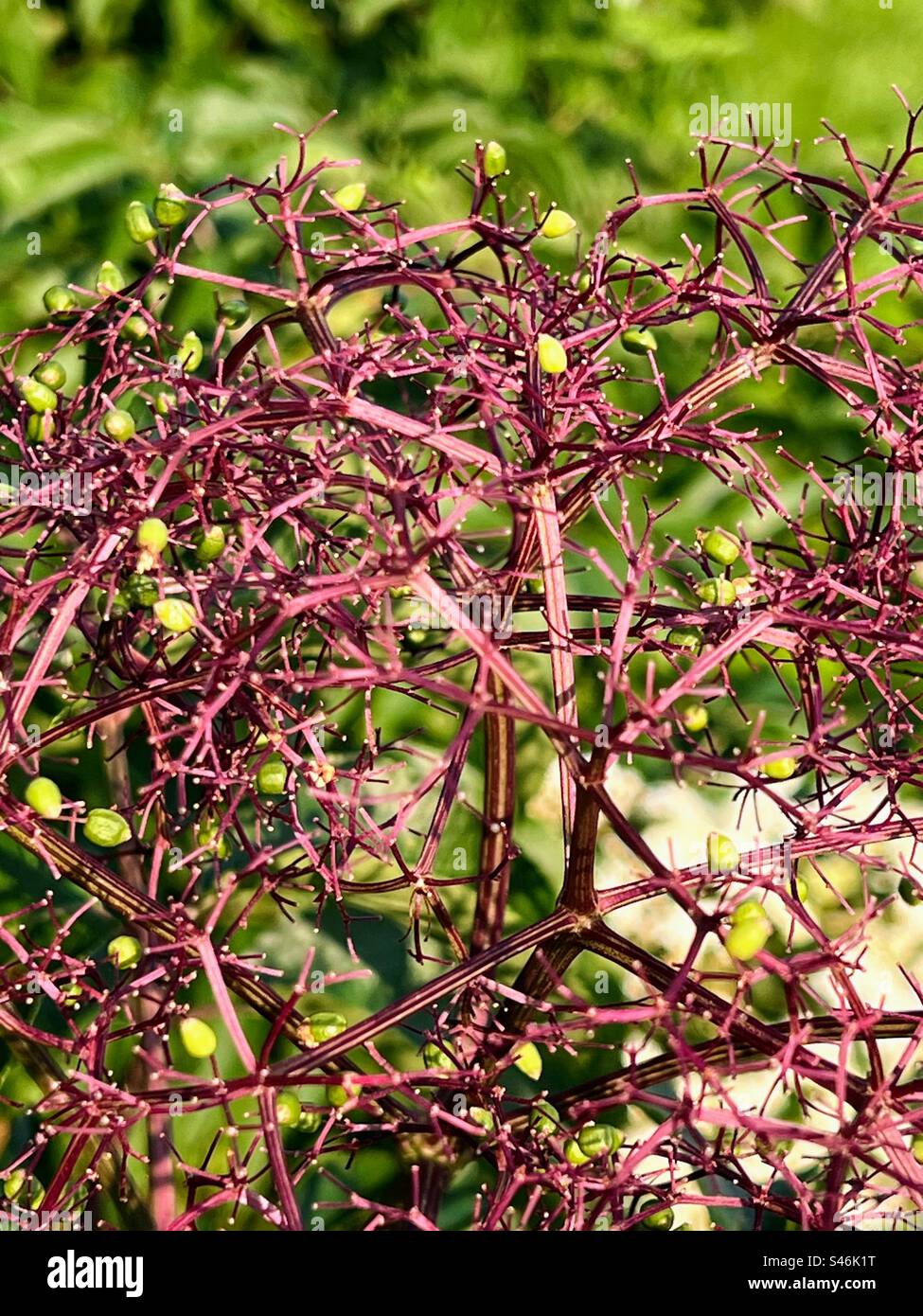 American black elderberry with fruit Stock Photo