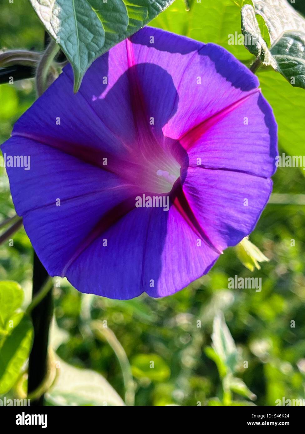 Blue morning glory flower in bloom Stock Photo