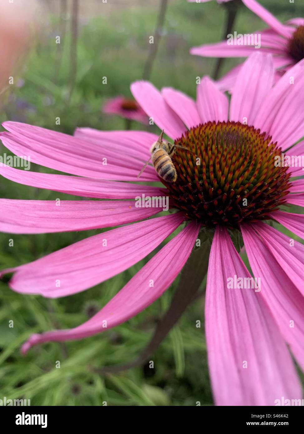 Echinacea purpurea Purple Coneflower blooms profusely for up to two months in mid to late summer and sometimes re-blooms in the fall. Great for small and big garden, Stock Photo