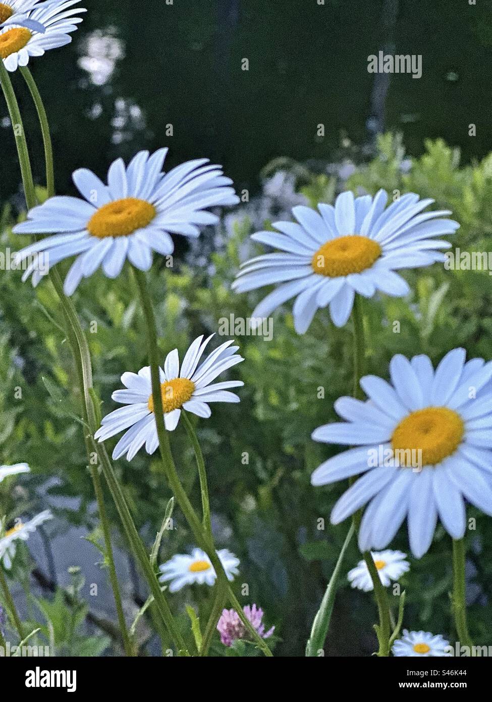This one of a number of Asteraceae family plants to be called a 'daisy,' and has the vernacular names common daisy, dog daisy,  margarite, moon daisy, and ox-eye daisy - Smartphone Captured Stock Image