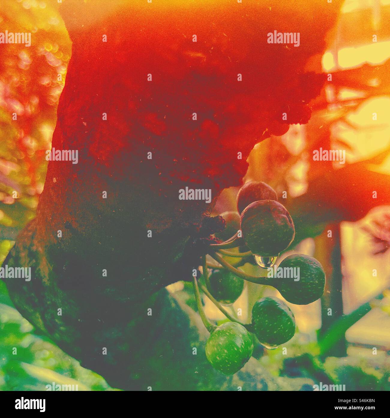 Climate change disaster on forests. Tree with wet fruits trying to resist the heat. - Smartphone Captured Stock Image