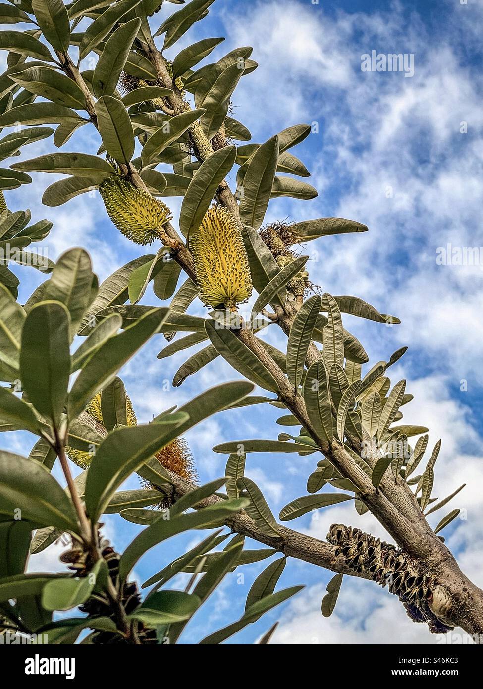 Low angle view of yellow flowering Banksia integrifolia commonly known as coast banksia, a native tree of Australia, against blue sky and clouds. Stock Photo