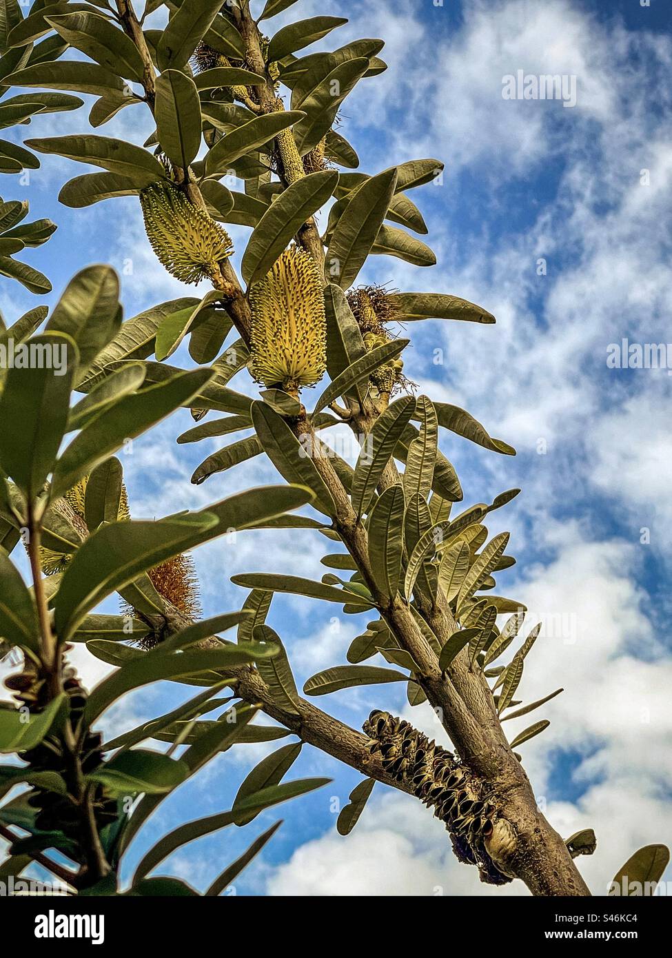 Low angle view of yellow flowering Banksia integrifolia, commonly known as the coast banksia, a native tree of Australia against blue sky and clouds. Stock Photo