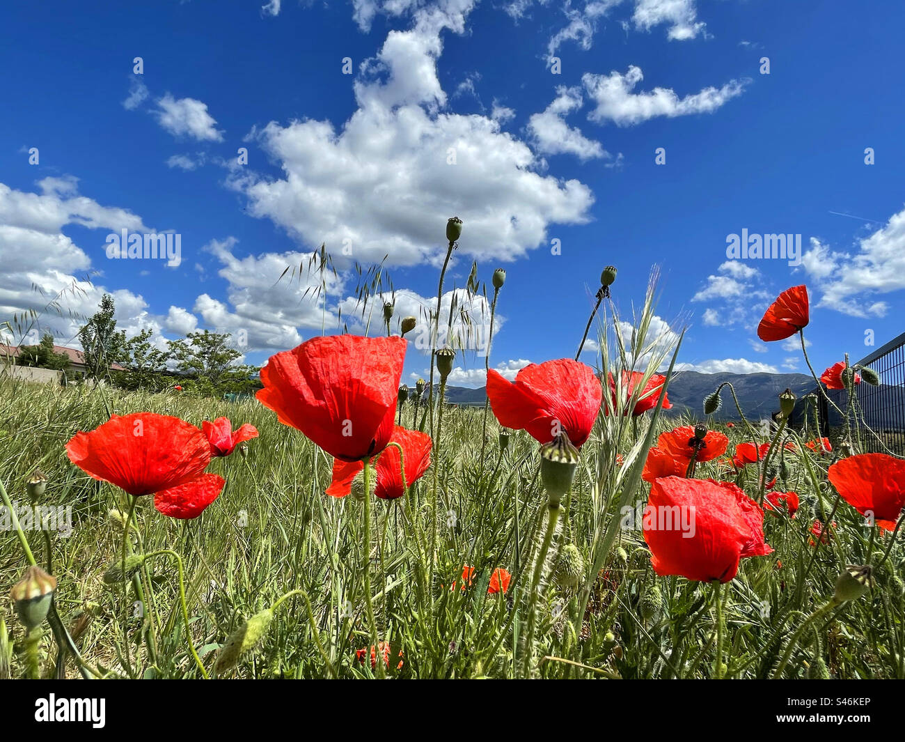 Poppy field - Smartphone Captured Stock Image