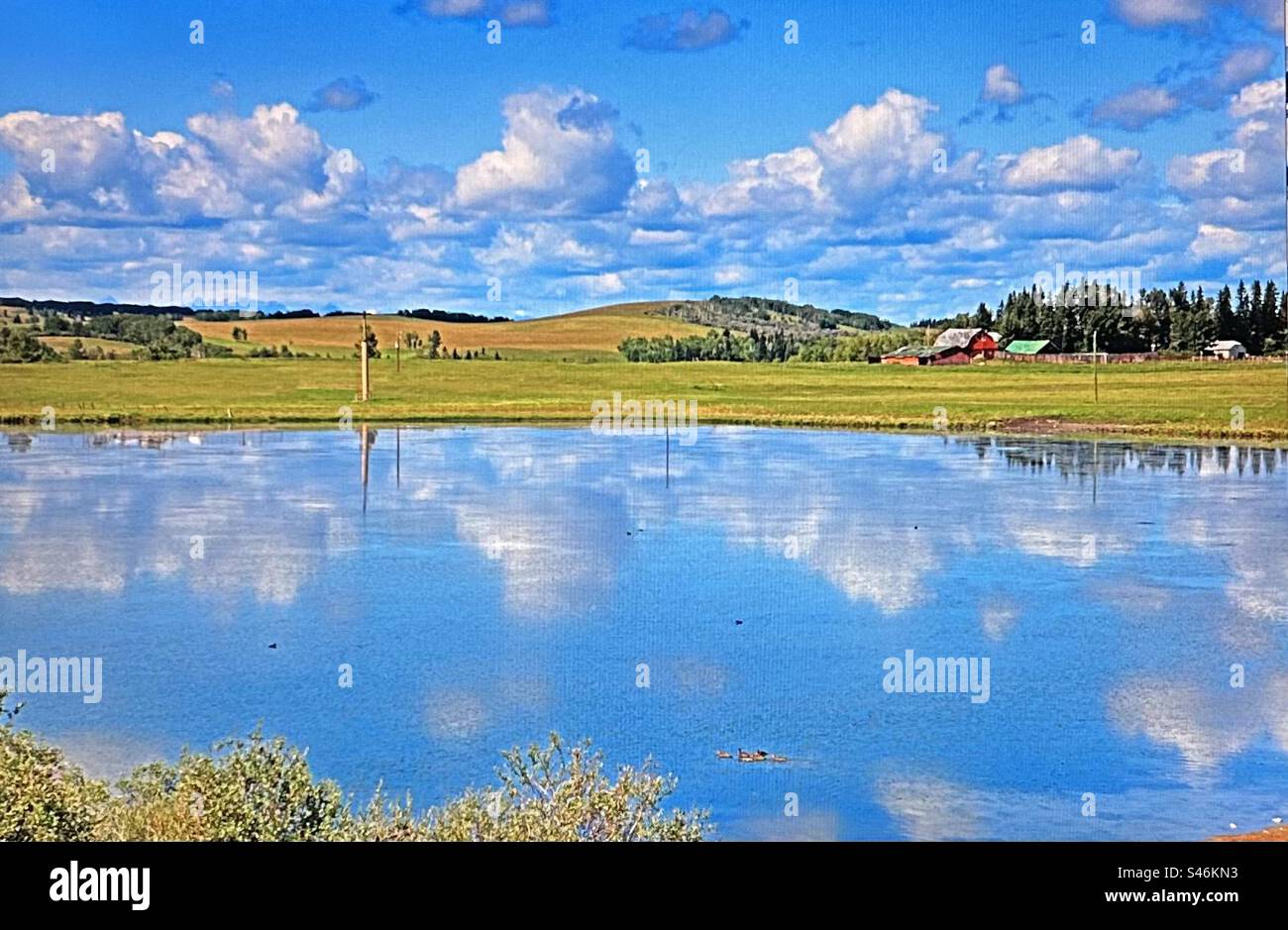 Road side pond reflections, farm yard, mirror, blue sky, fluffy clouds - Smartphone Captured Stock Image