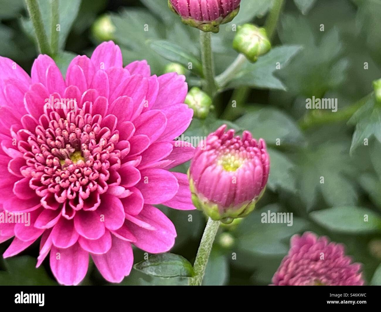 Pink Dahlias with green foliage - Smartphone Captured Stock Image