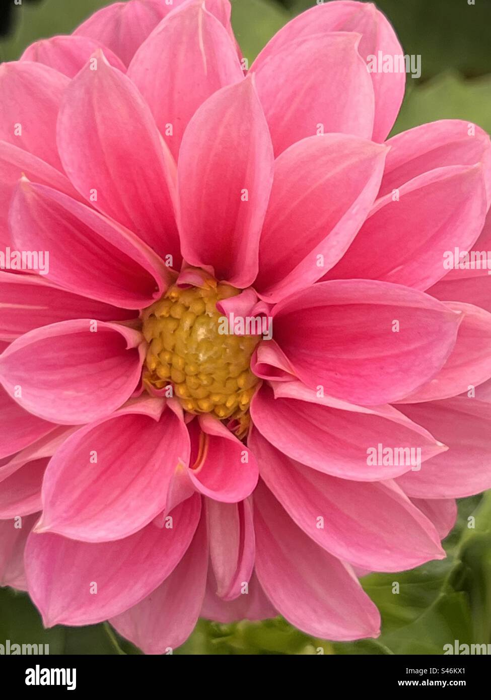 Light pink dahlia hi-res stock photography and images - Alamy