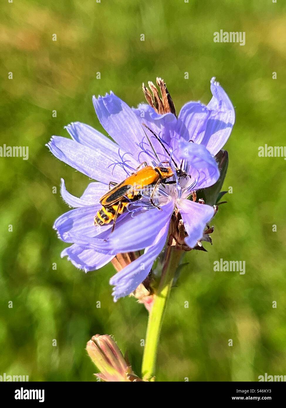 Goldenrod soldier beetle gathering nectar on a flower Stock Photo