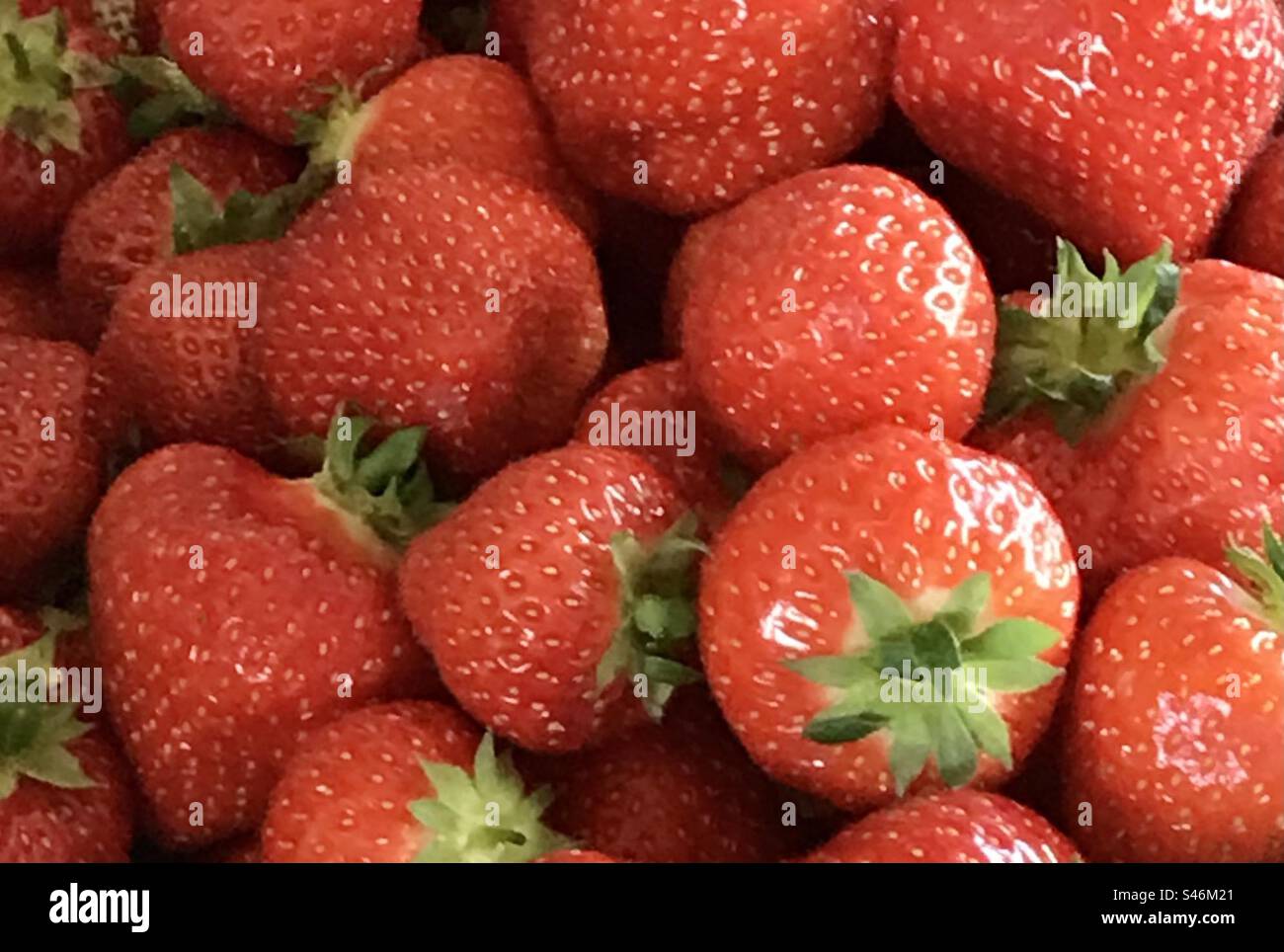 Strawberries - ripe and red - Smartphone Captured Stock Image